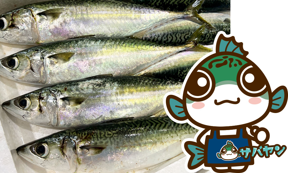 大分県産サバ