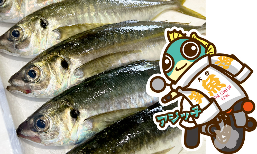 大分県産アジ